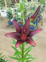 [4008 Landini No402.JPG]